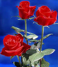 Bunga Mawar Untuk Cantik Dan Sehat Pradnyawati